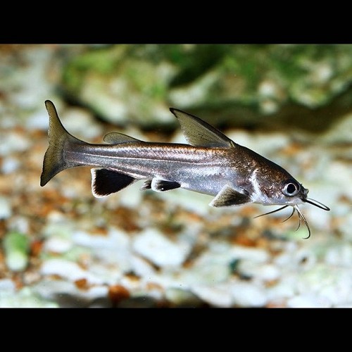 Arias jordani - Requin Seemani ML